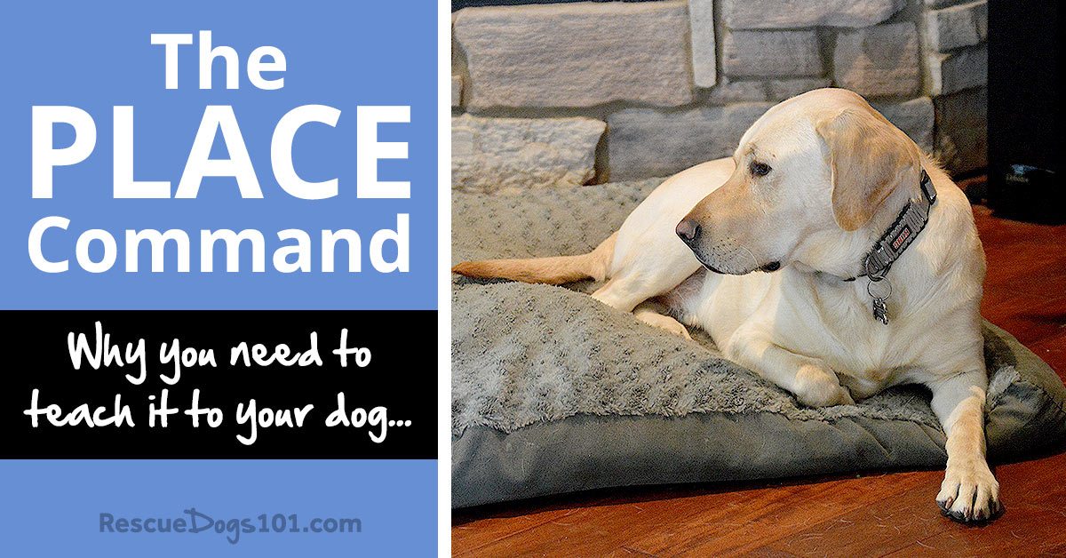 Why You Need to Teach the PLACE Command to Your Dog Rescue Dogs 101