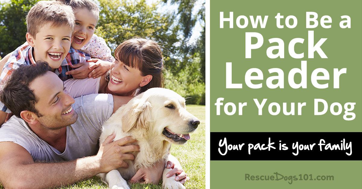 How to Be a Pack Leader for Your Dog Rescue Dogs 101