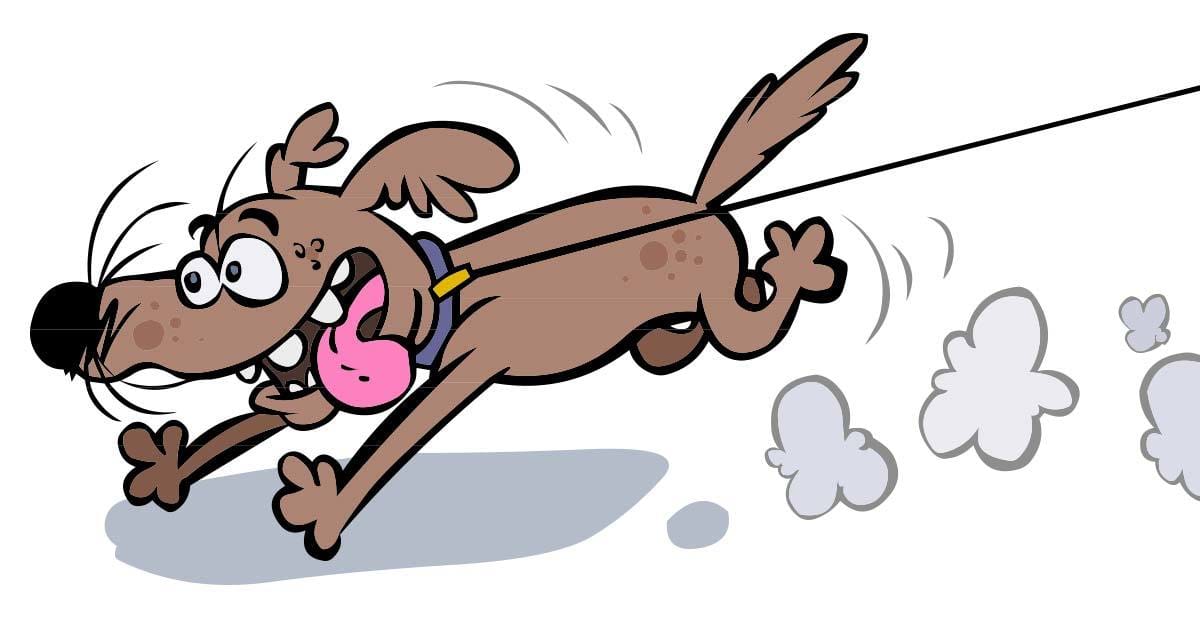 Are Flexi Retractable Leashes Dangerous?