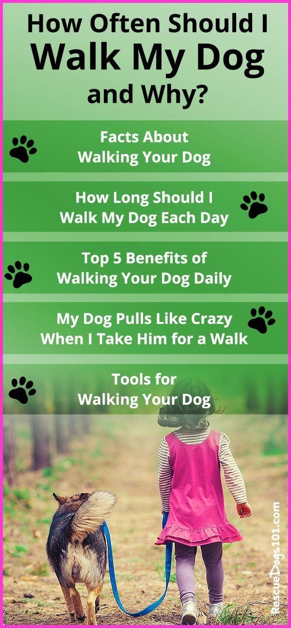 How Often Should I Walk My Dog and Why?