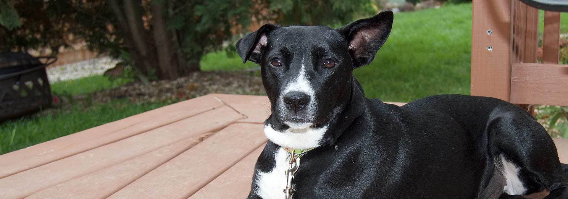 The Prong Collar, the Good, the Bad, and the Ugly Rescue Dogs 101