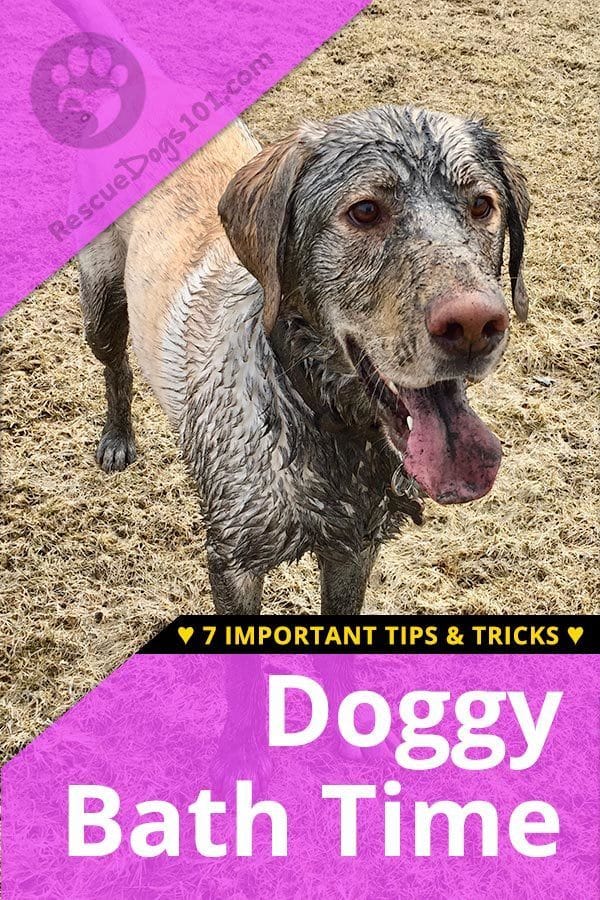 7 Important Dog Bath Tips