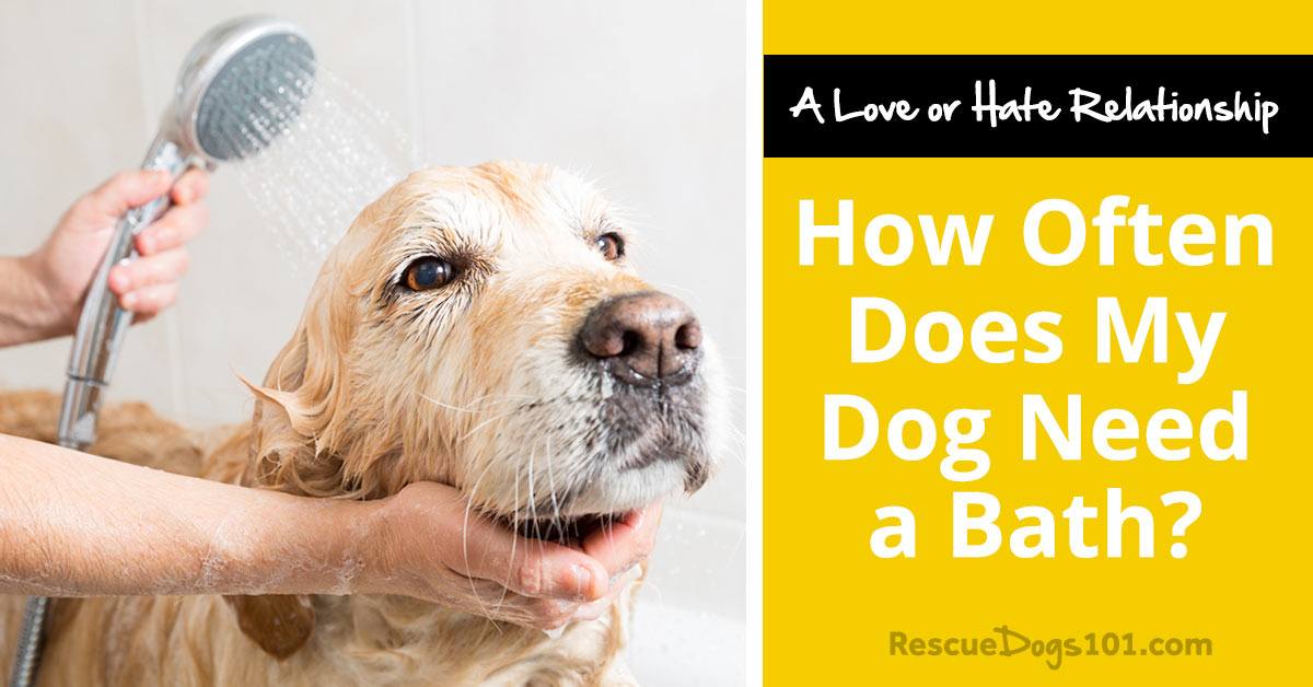 How Often Does My Dog Need a Bath? Rescue Dogs 101