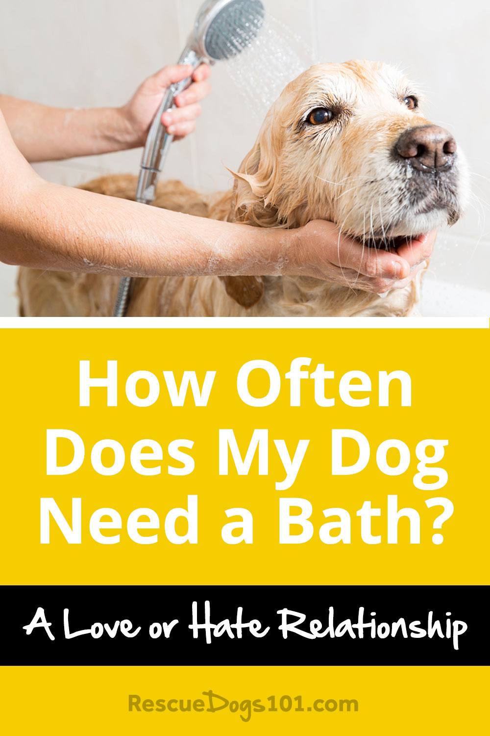 How Often Does My Dog Need a Bath? Rescue Dogs 101