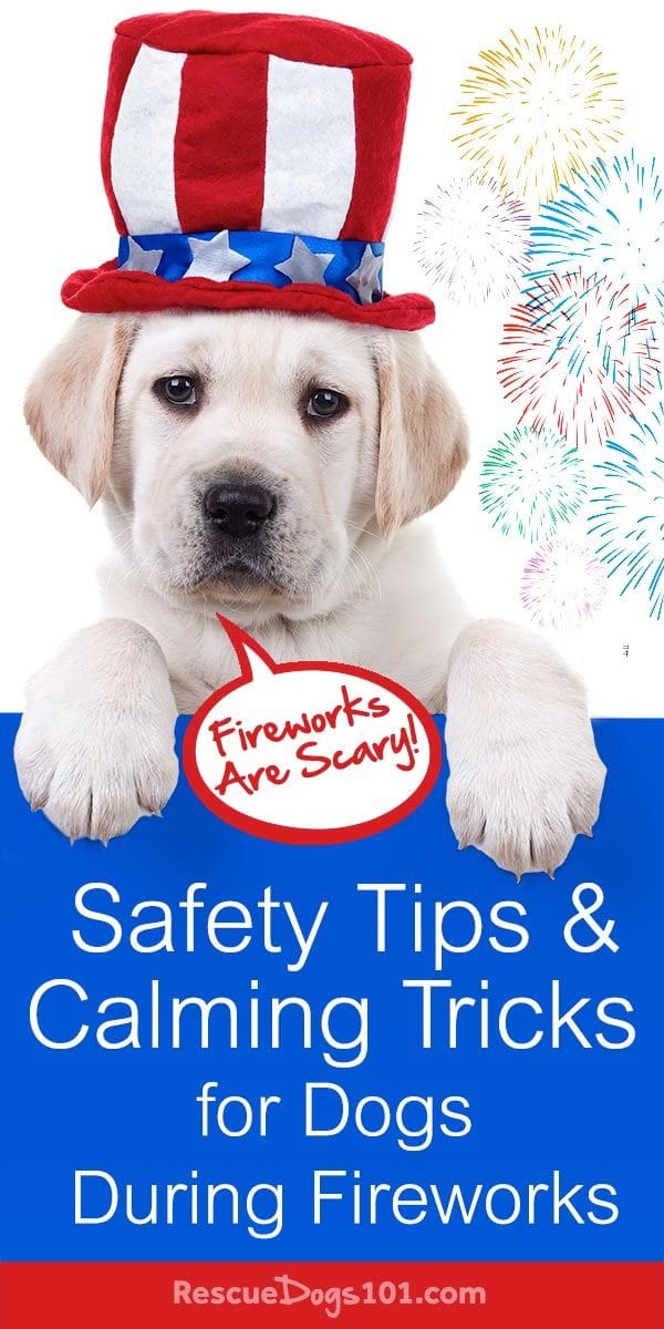How to help dog fireworks anxiety (+10 Tips)