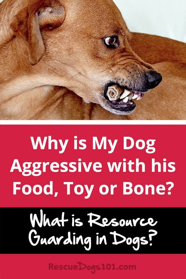 Why is My Dog Aggressive with Food Resource Guarding?