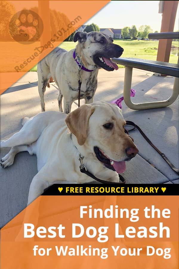 How to Choose the Best Dog Leash