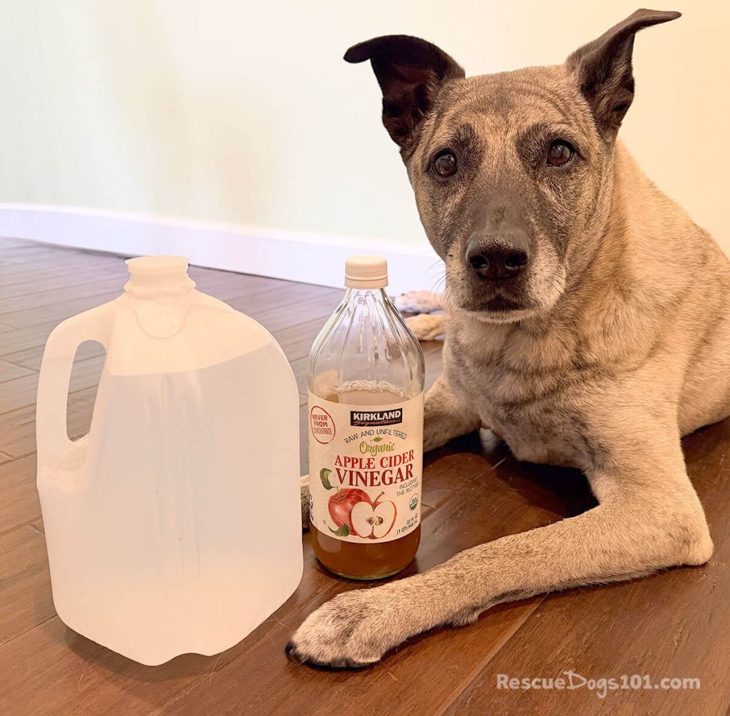 Mixed breed dog laying on a wood floor with a bottle of apple cider vinegar and water.