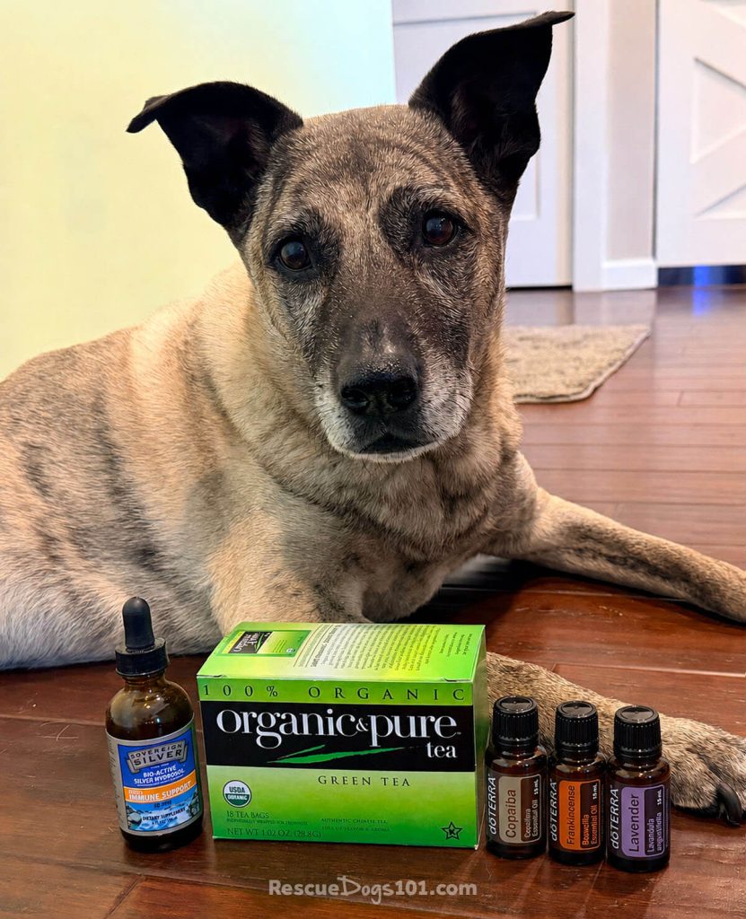 Mixed breed dog laying on a wood floor with ingredients to make essential oil ear cleaner.