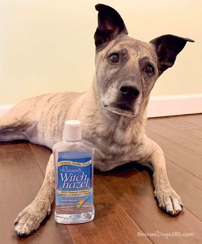 Mixed breed dog laying on a wood floor with a bottle of Witch hazel.
