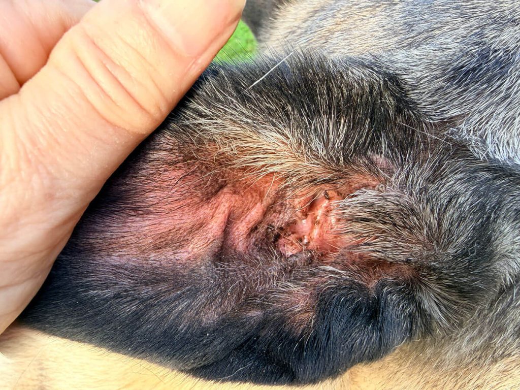 Close up of the inside of a dogs ear with an infection.