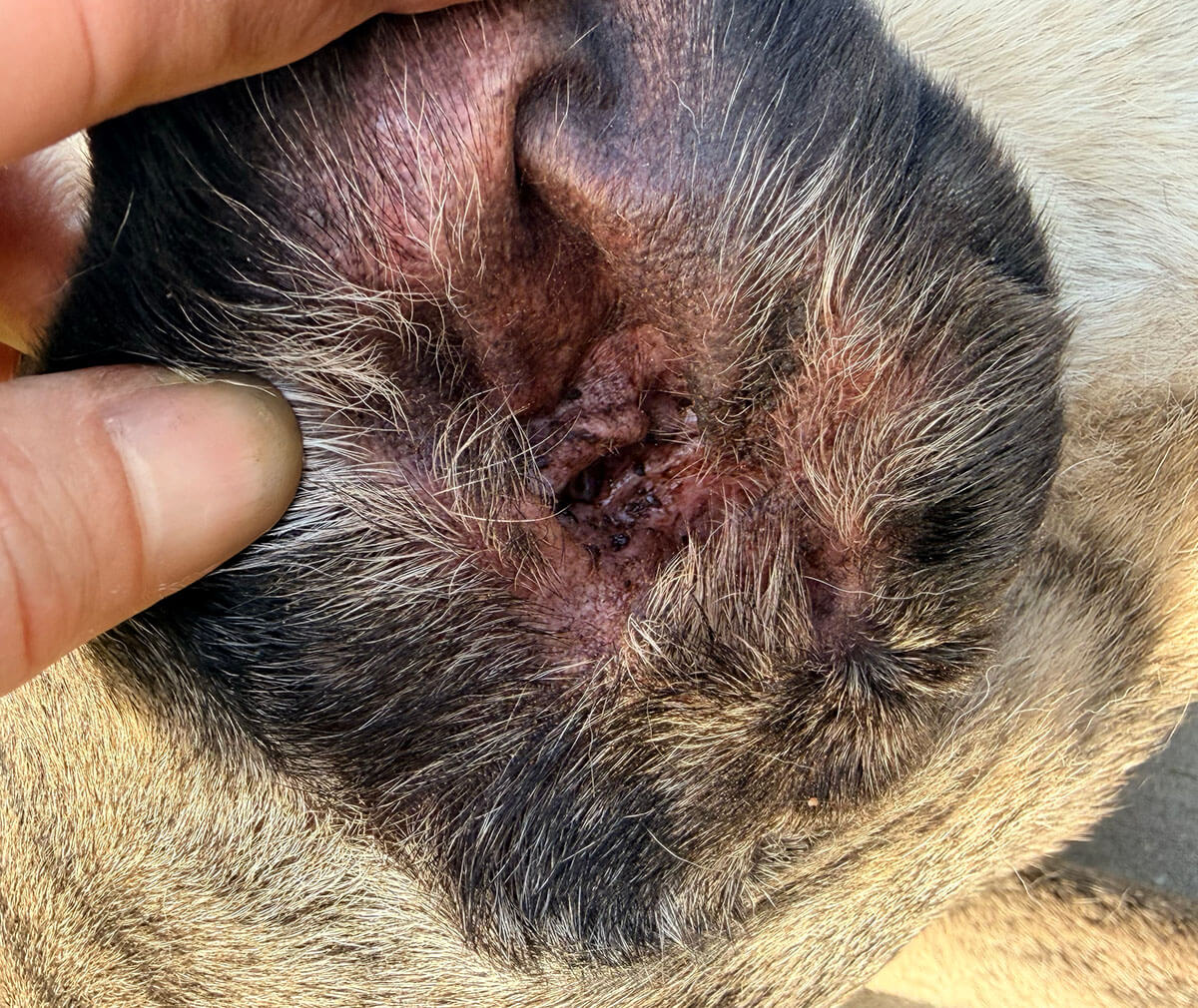 Close up of the inside of a dogs ear with an infection.