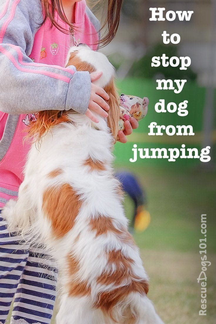 How to stop dog jumping on people