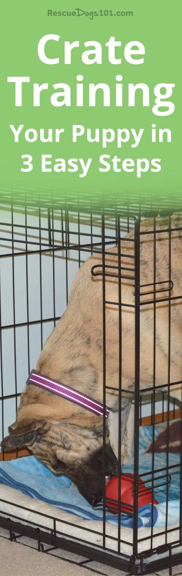 How and Why Crate Train Your Dog in 3 Easy Steps