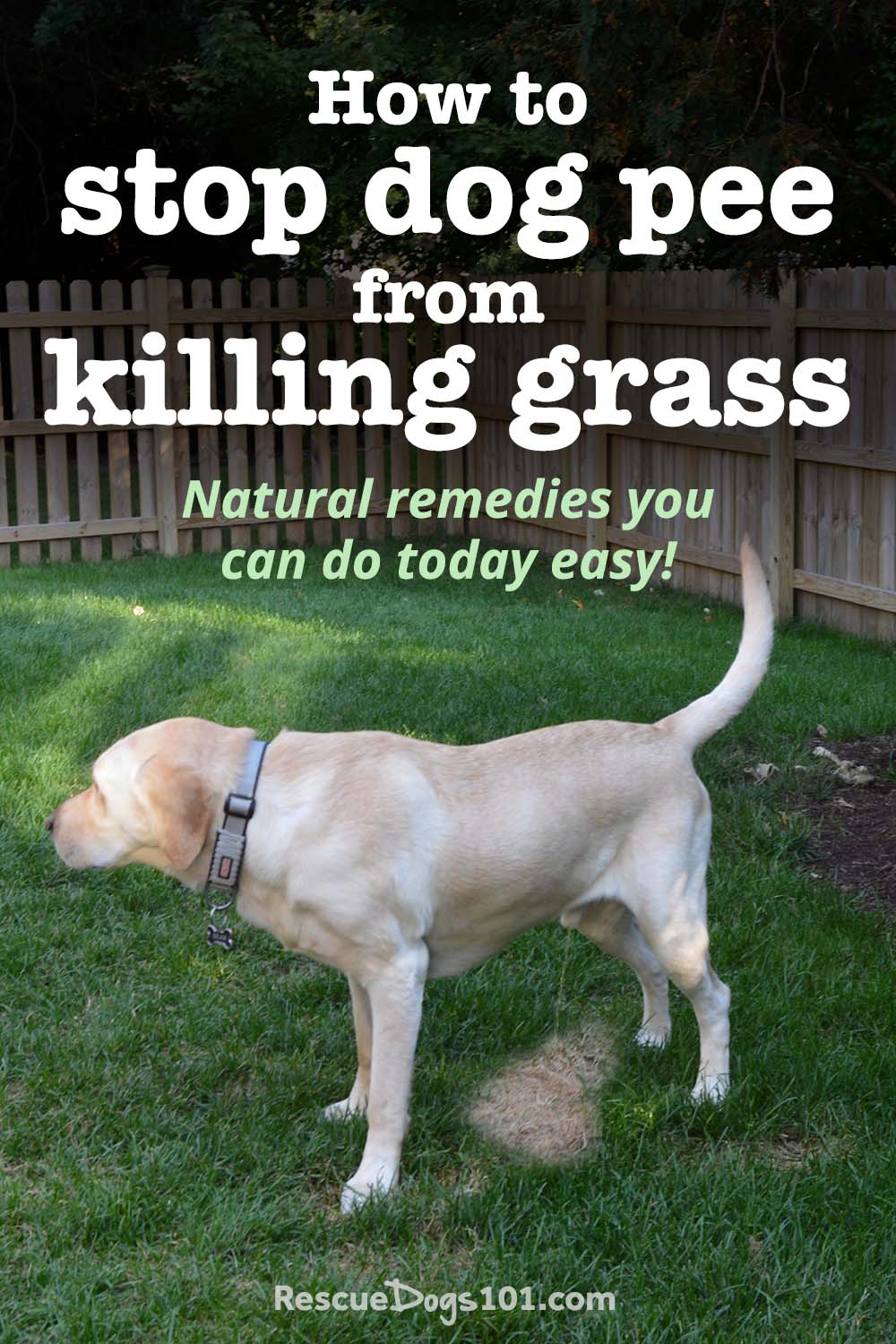 How to stop dog urine from killing grass naturally