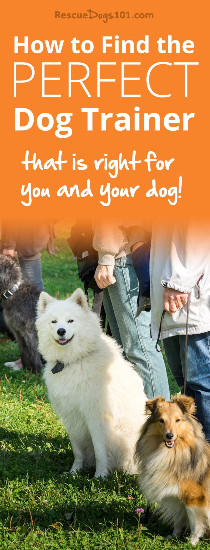 How to Find the Perfect Dog Trainer