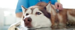 10 Home Remedies for Your Dog with Diarrhea (Vet Approved)