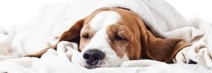 5 Proven Home Remedies for Your Dog with Diarrhea