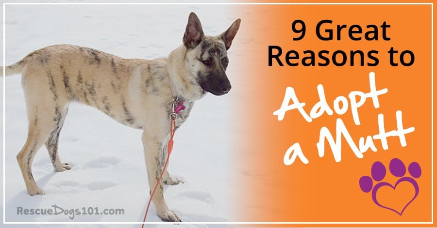 mutt puppies for adoption