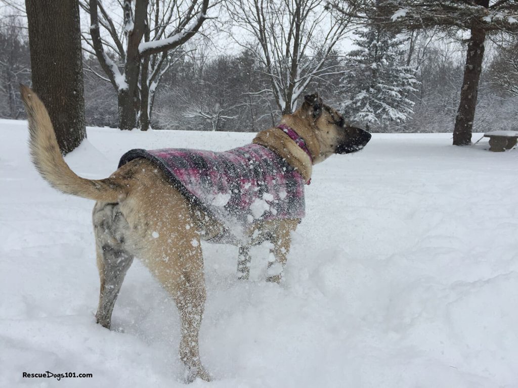 Mixed breed dog standing in deep snow, wearing a pink plaid coat.