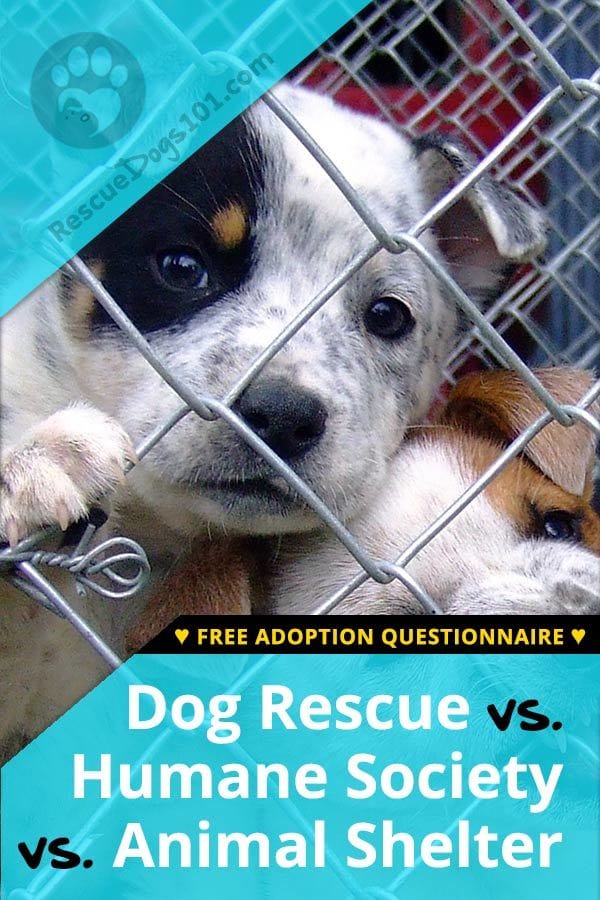 What’s the Difference Between a Dog Rescue and Humane Society or Shelter