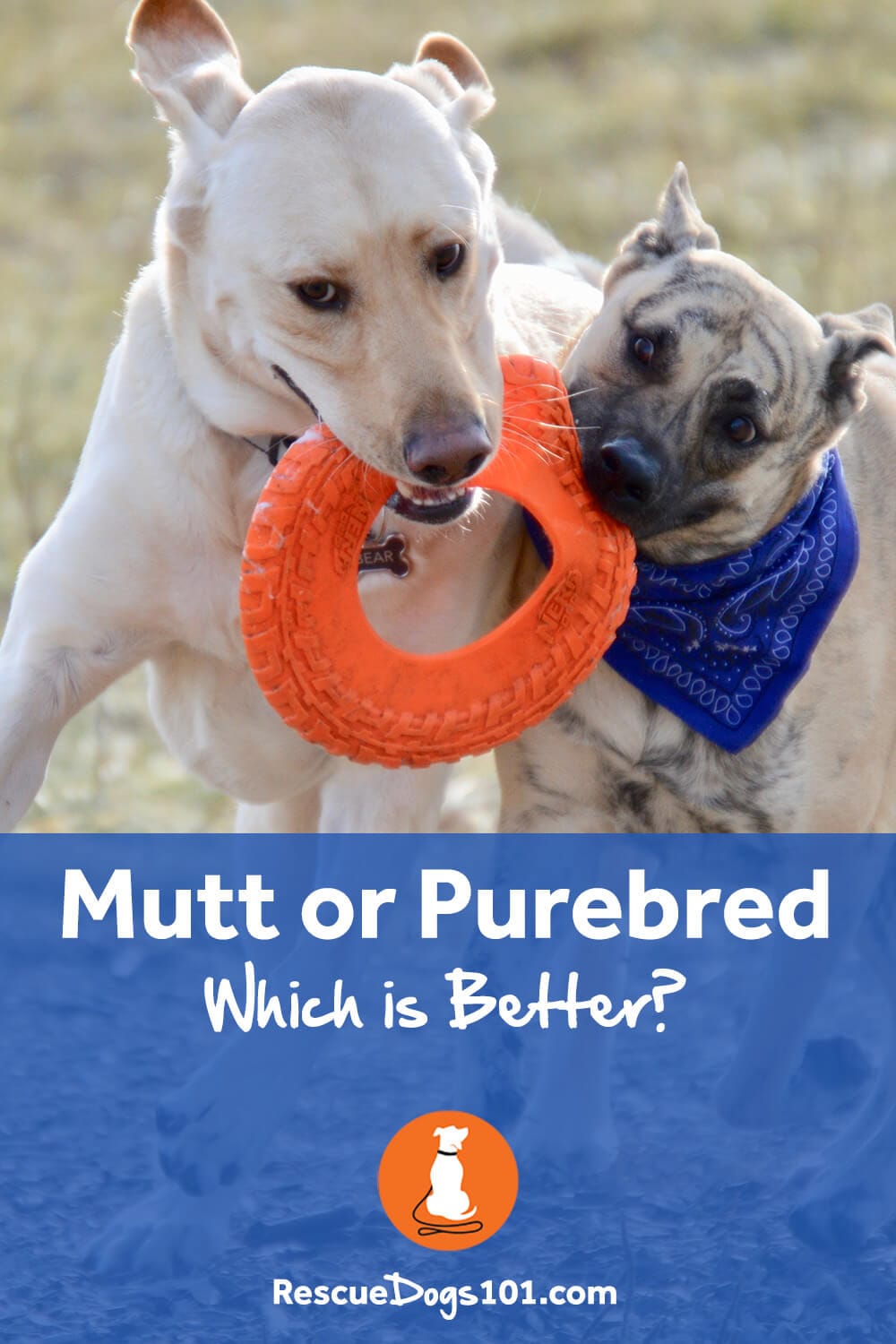 Mutt vs Purebred Which is better?