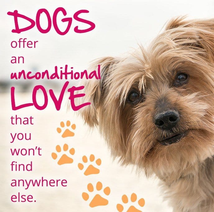 Everything a FirstTime Dog Owner Needs to Know Rescue Dogs 101