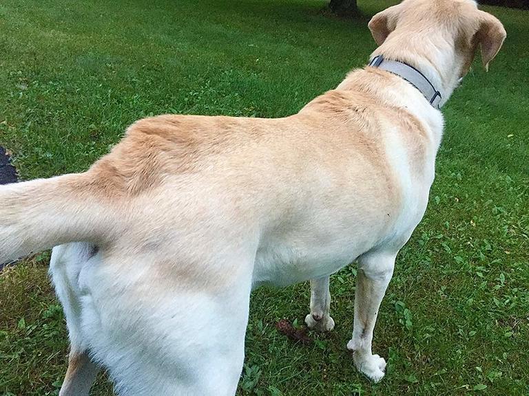 How to speak to dogs Dog Body Language