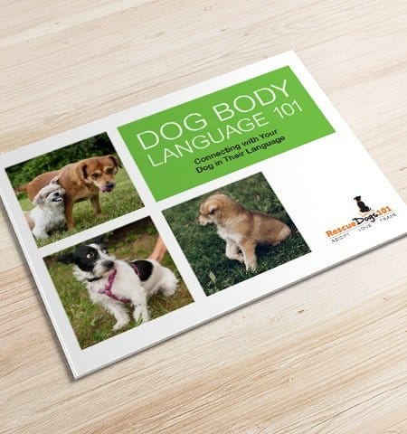 Dog Body Language 101 Book Rescue Dogs 101