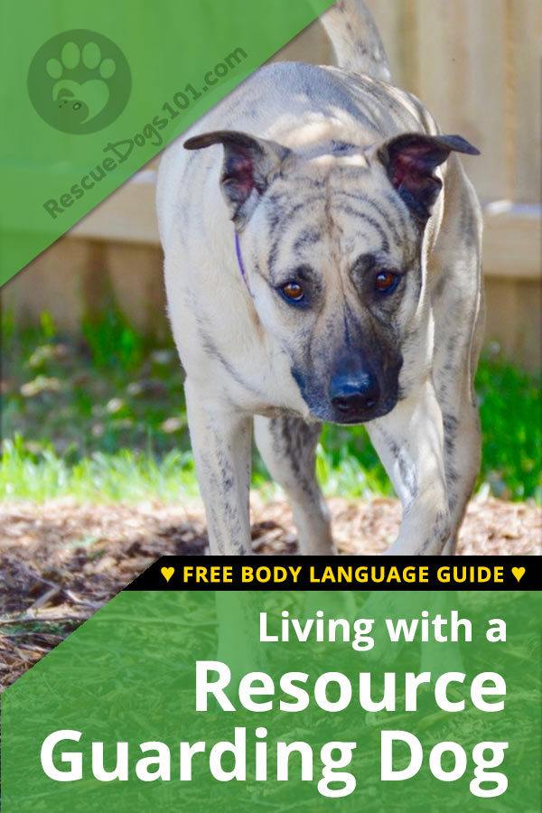 Living with a Resource Guarding Dog