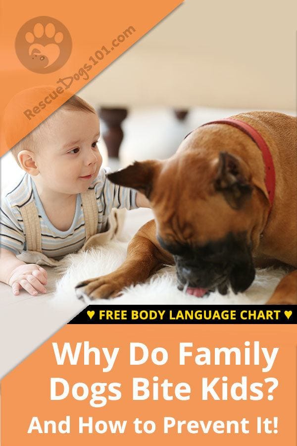 Why Do Family Dogs Bite Kids?