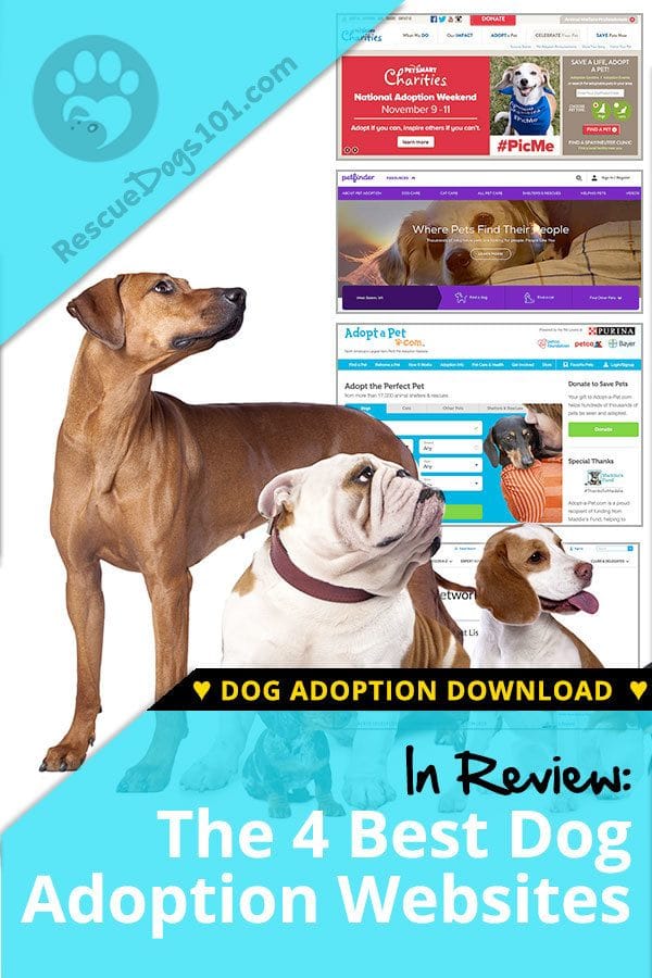 The 4 Best Adoption Websites for Dogs