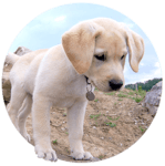 RESCUE DOGS 101 333 intelligence overview