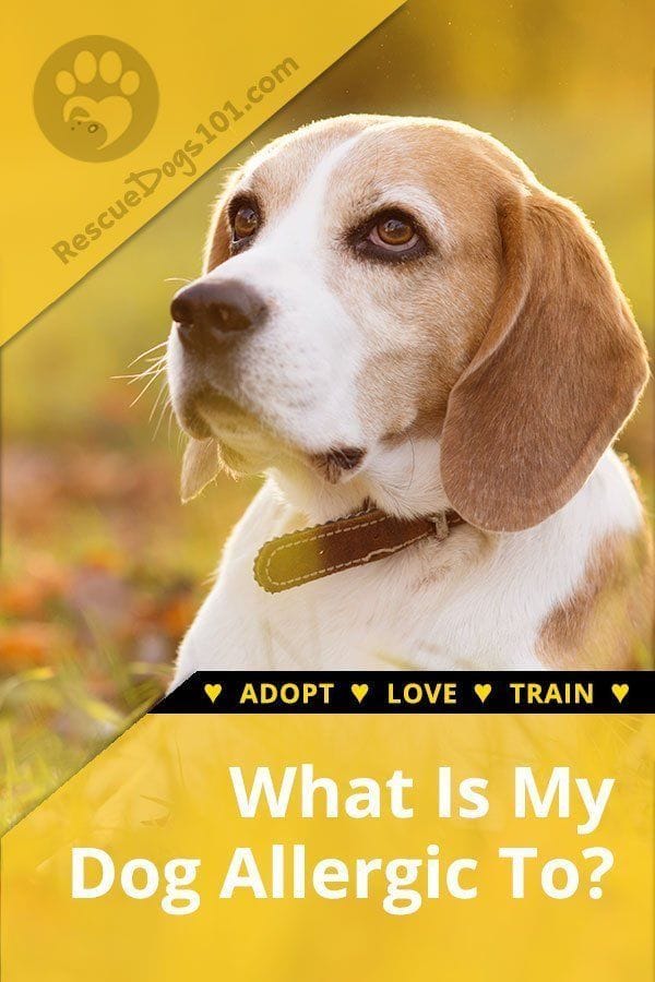 Does My Dog Have Allergies?