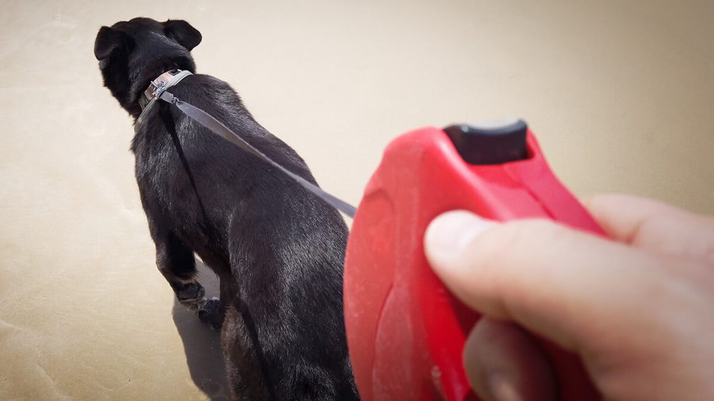 Black dog pulling on a retractable leash.