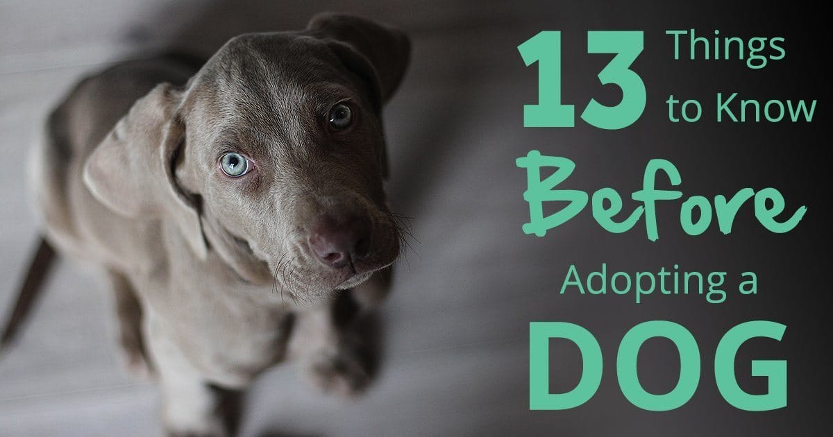 13 Things to Know Before Getting a Dog
