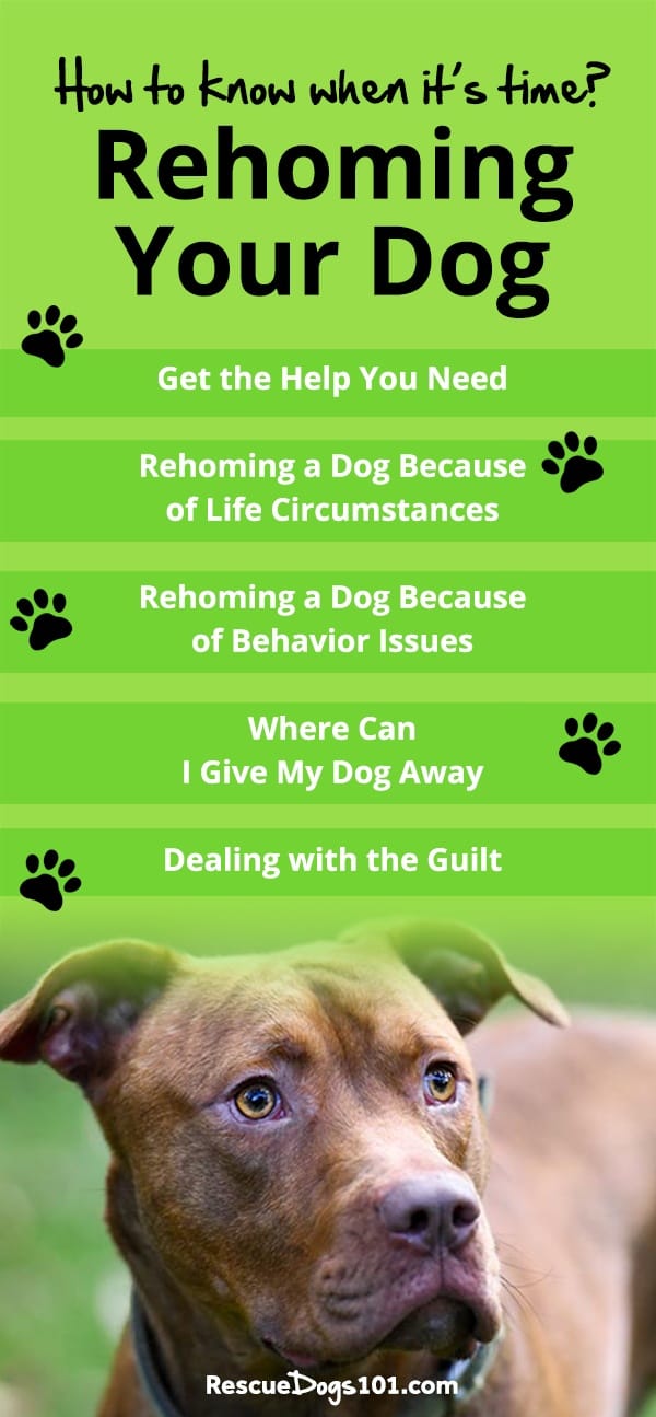 Is it Ever Okay to Rehome a Dog?