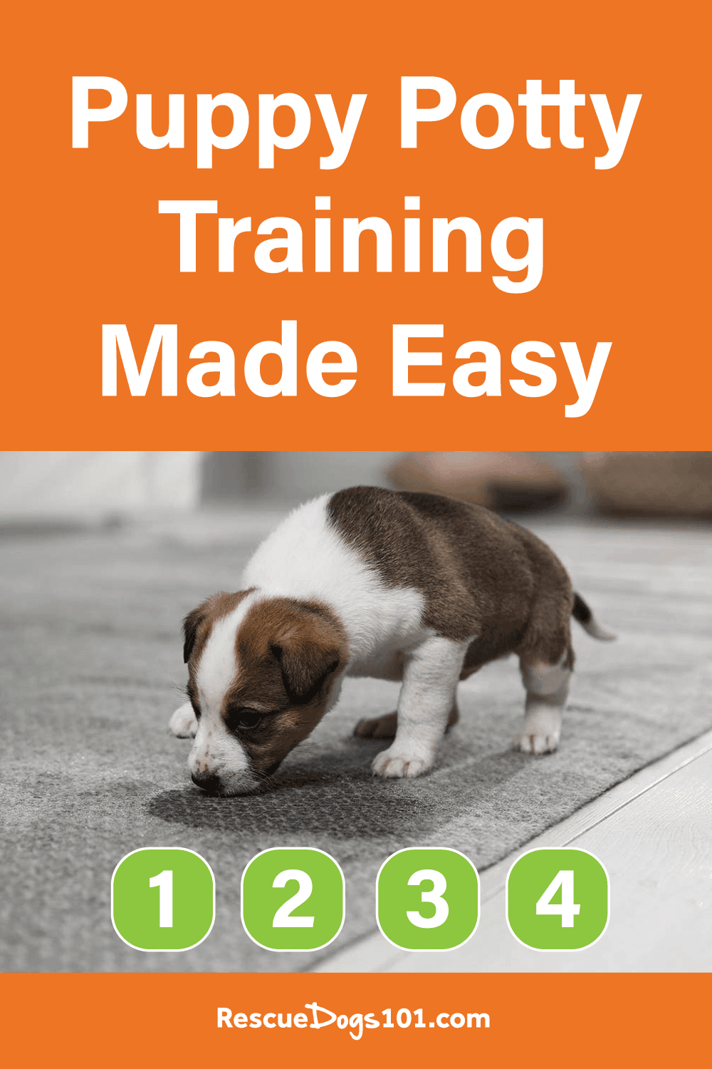 How to Potty Train a Puppy Fast & Easy