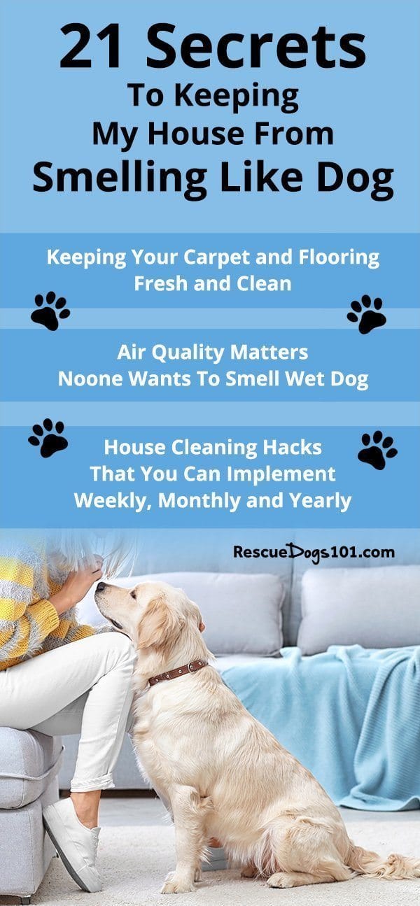21 Proven Methods to Remove Pet Odor From Your Home