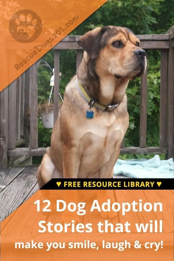 Dog Adoption Stories that Will Make You Smile, Laugh and Cry!