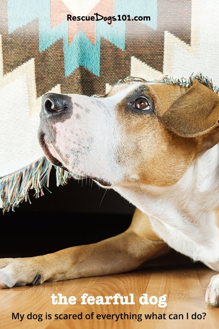 My dog is scared of everything... how can I help?