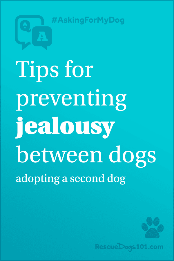 Dog Jealous of New Dog