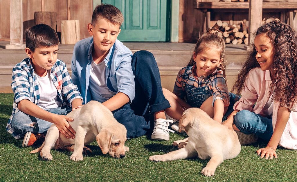 How to convince parents to get a dog