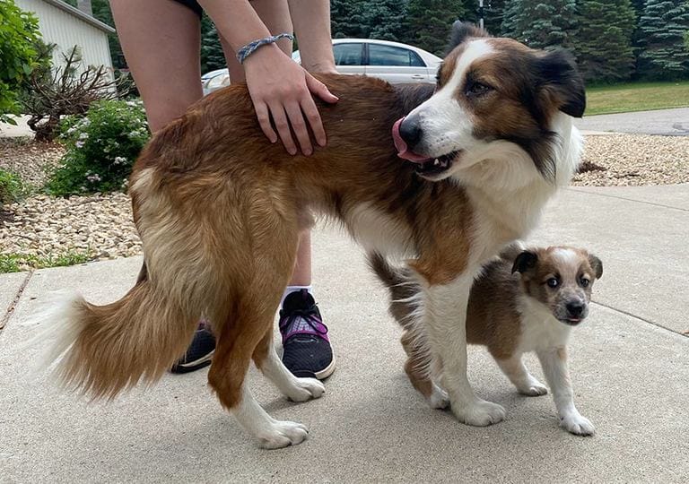 Is it OK to get a dog from a breeder?