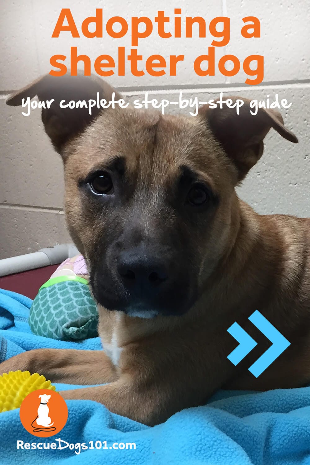 How To Adopt A Dog Your StepbyStep Guide