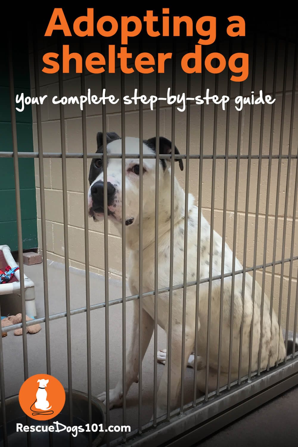 How To Adopt A Dog Your StepbyStep Guide