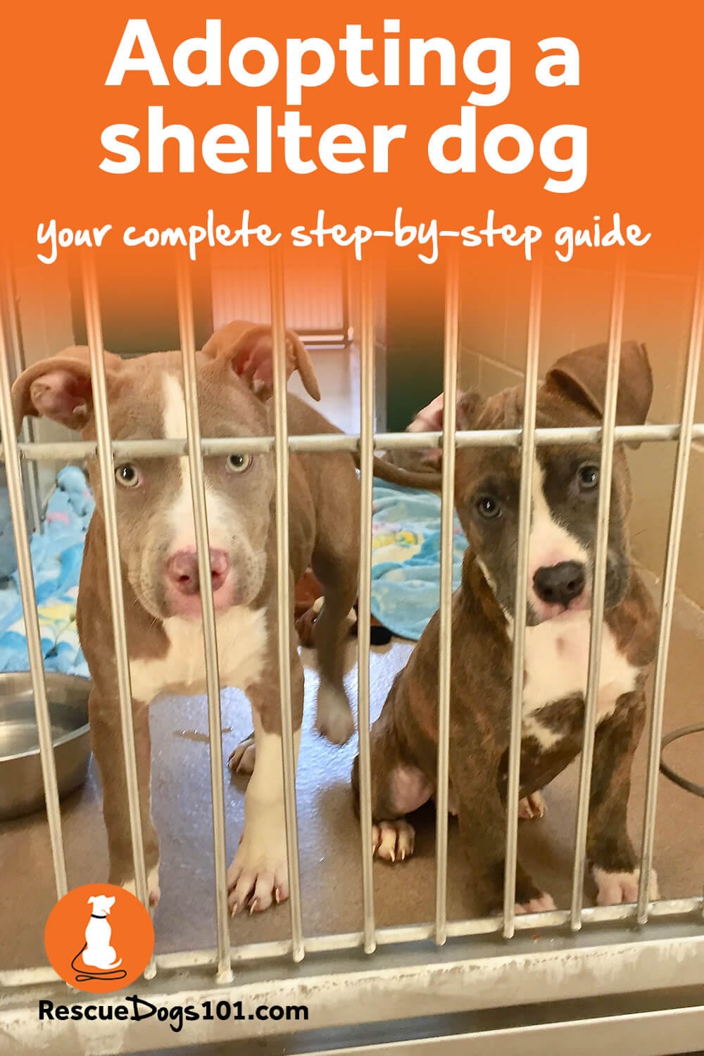 How To Adopt A Dog Your StepbyStep Guide