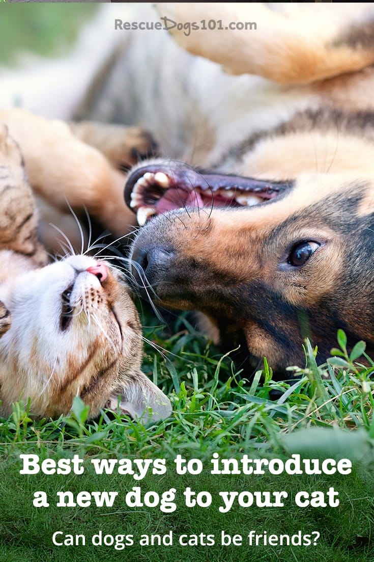 Best way to introduce a dog to a cat so they become best friends