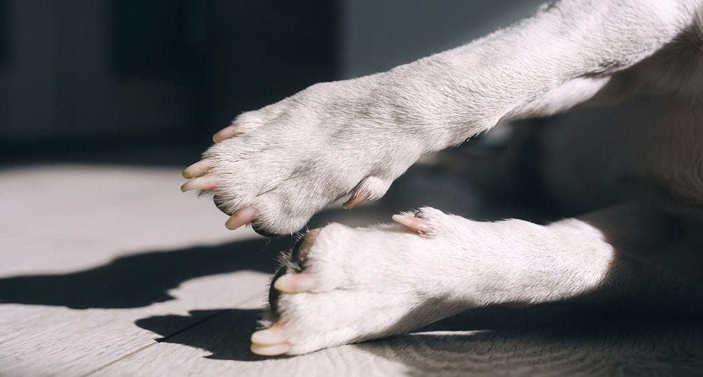 Dog dewclaw removal to remove or not remove?