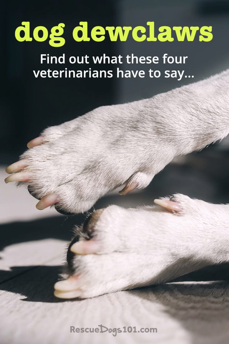 Dog dewclaw removal to remove or not remove?